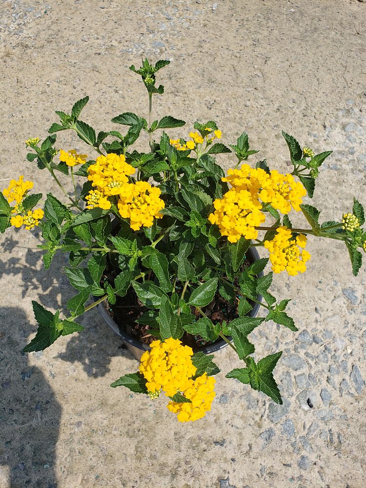lantana-camara-new-gold
