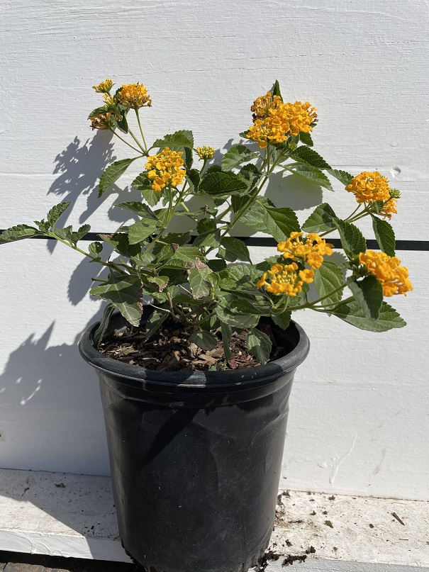 lantana-camara-new-gold