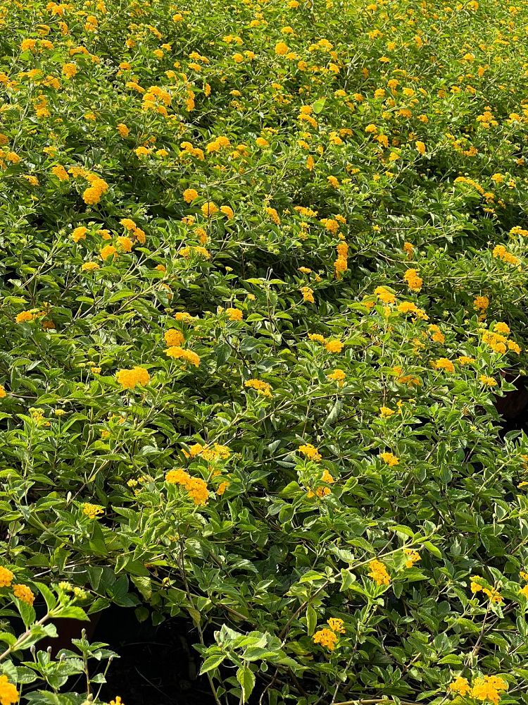lantana-camara-new-gold