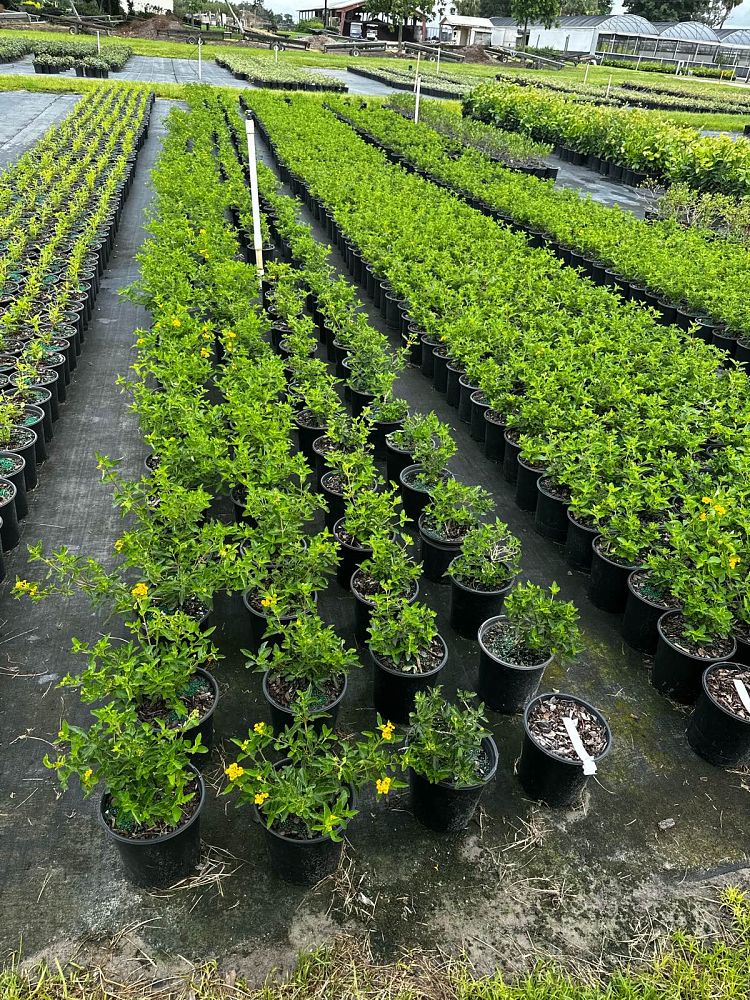 lantana-camara-new-gold