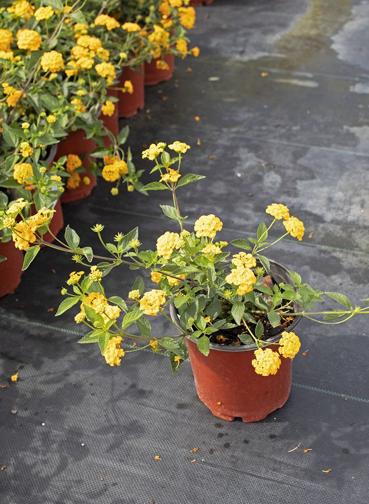 lantana-camara-new-gold