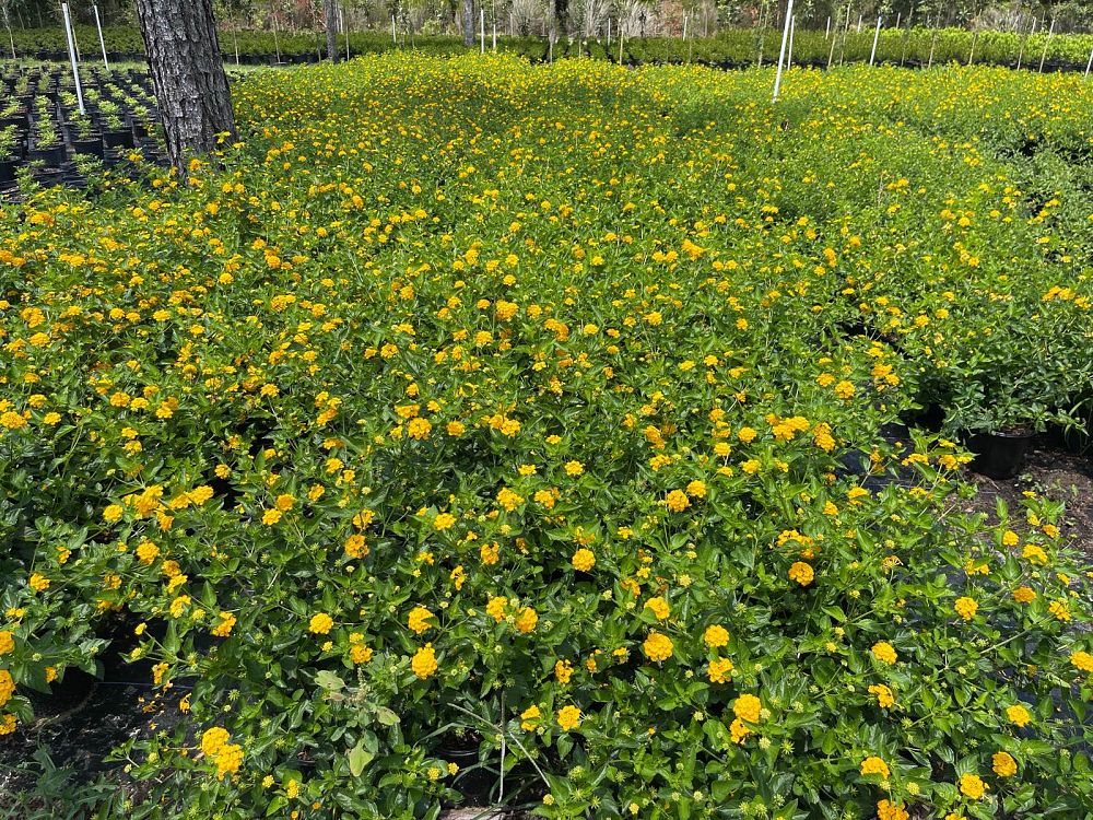 lantana-camara-new-gold