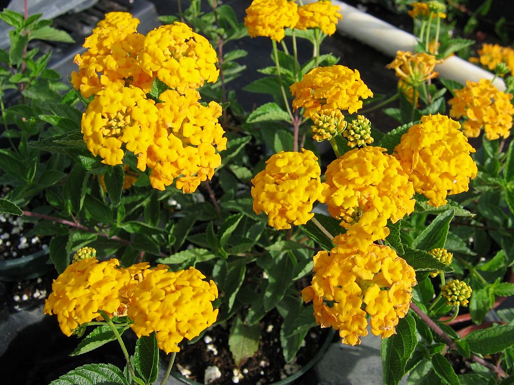 lantana-camara-new-gold