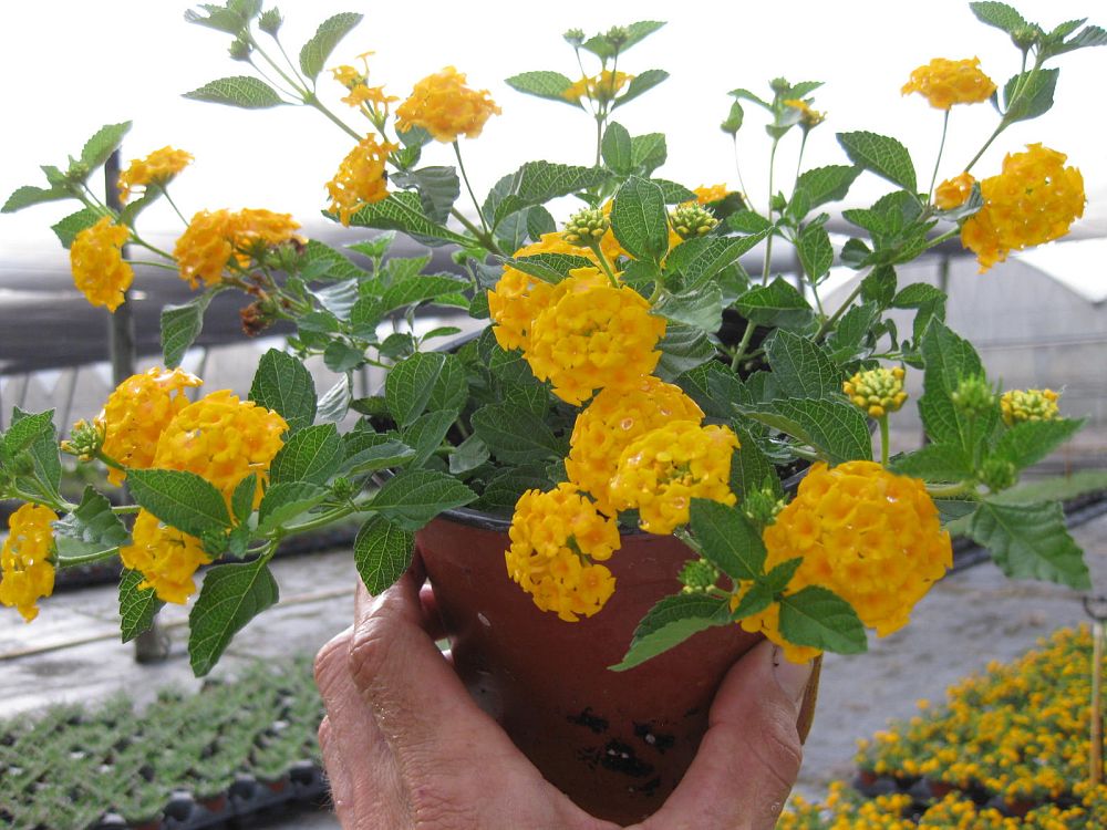 lantana-camara-new-gold