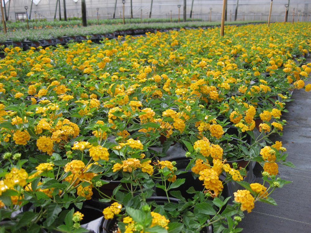 lantana-camara-new-gold