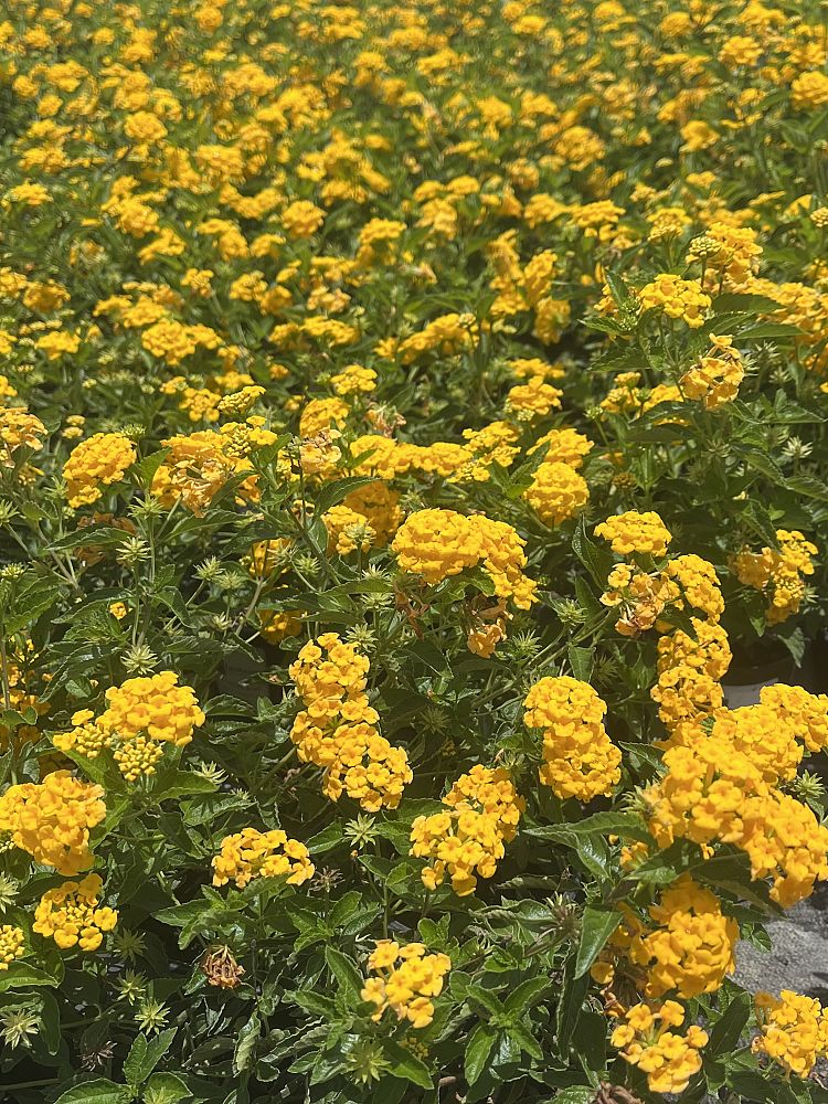 lantana-camara-new-gold