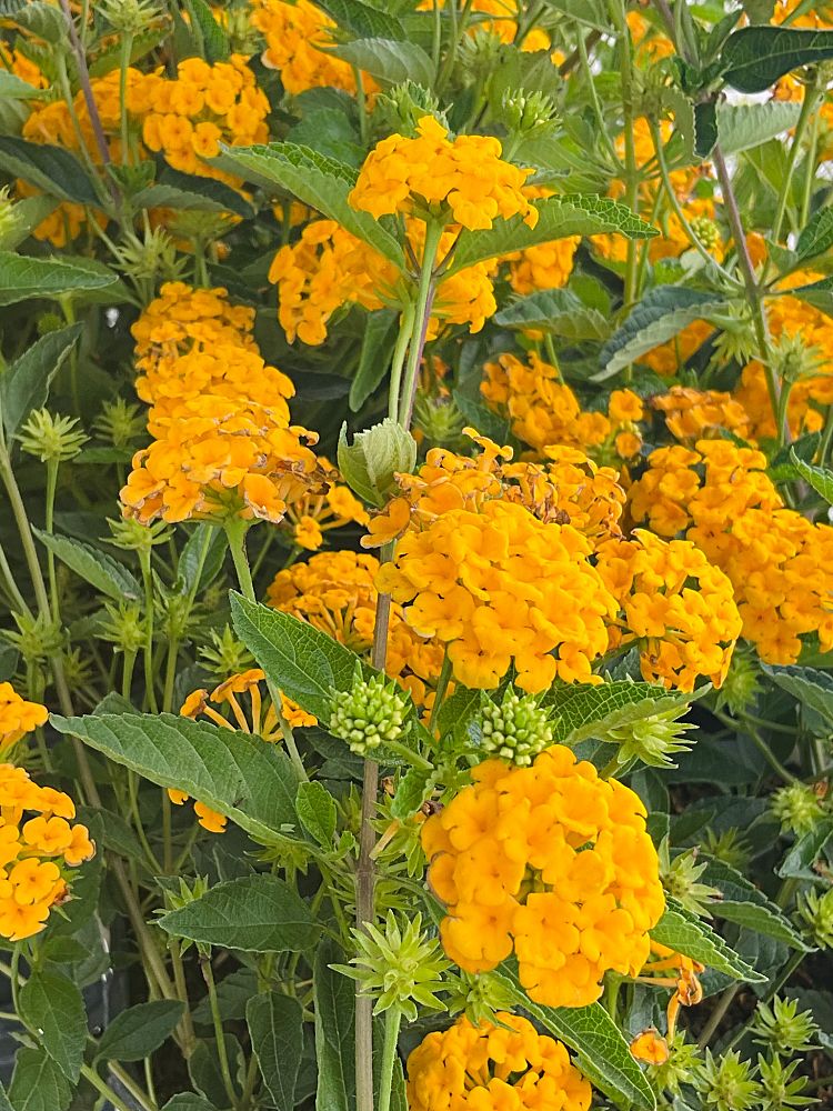lantana-camara-new-gold