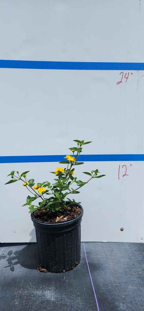 lantana-camara-new-gold