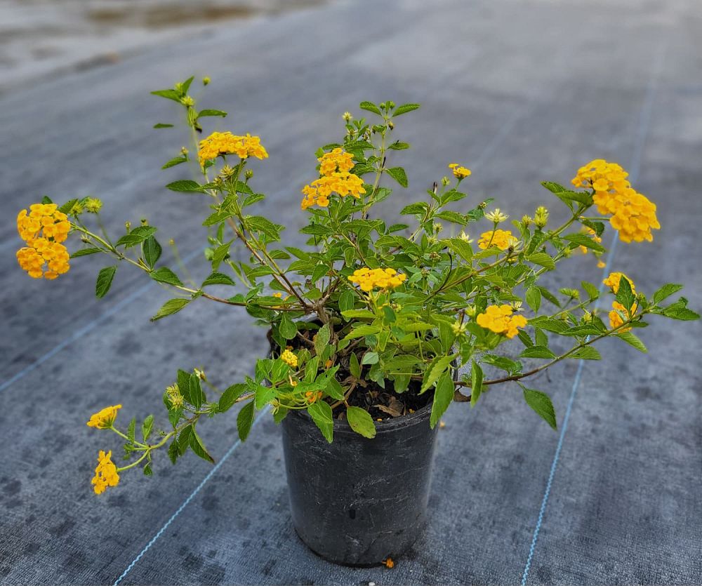 lantana-camara-new-gold