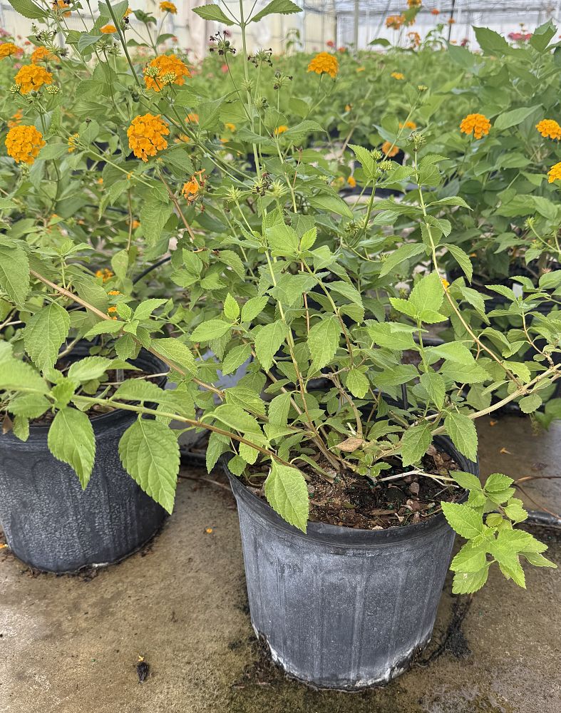 lantana-camara-new-gold