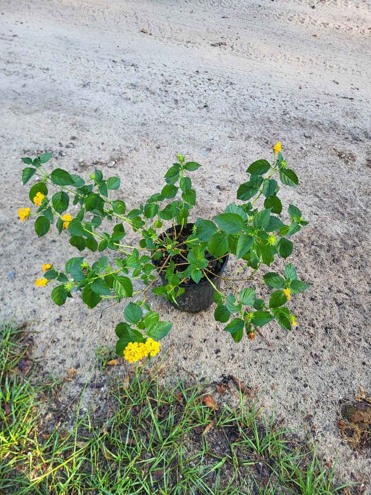lantana-camara-new-gold