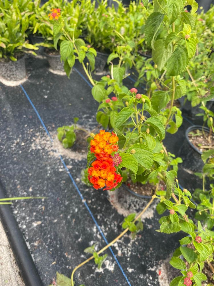 lantana-camara-orange