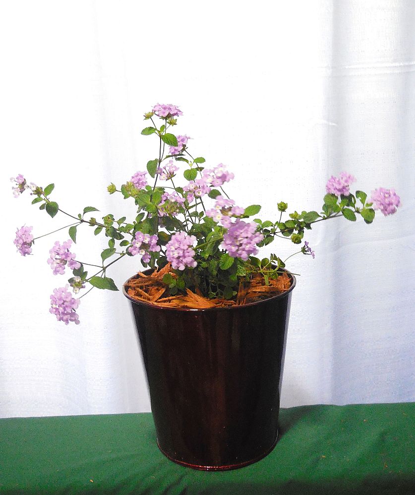 lantana-camara-purple