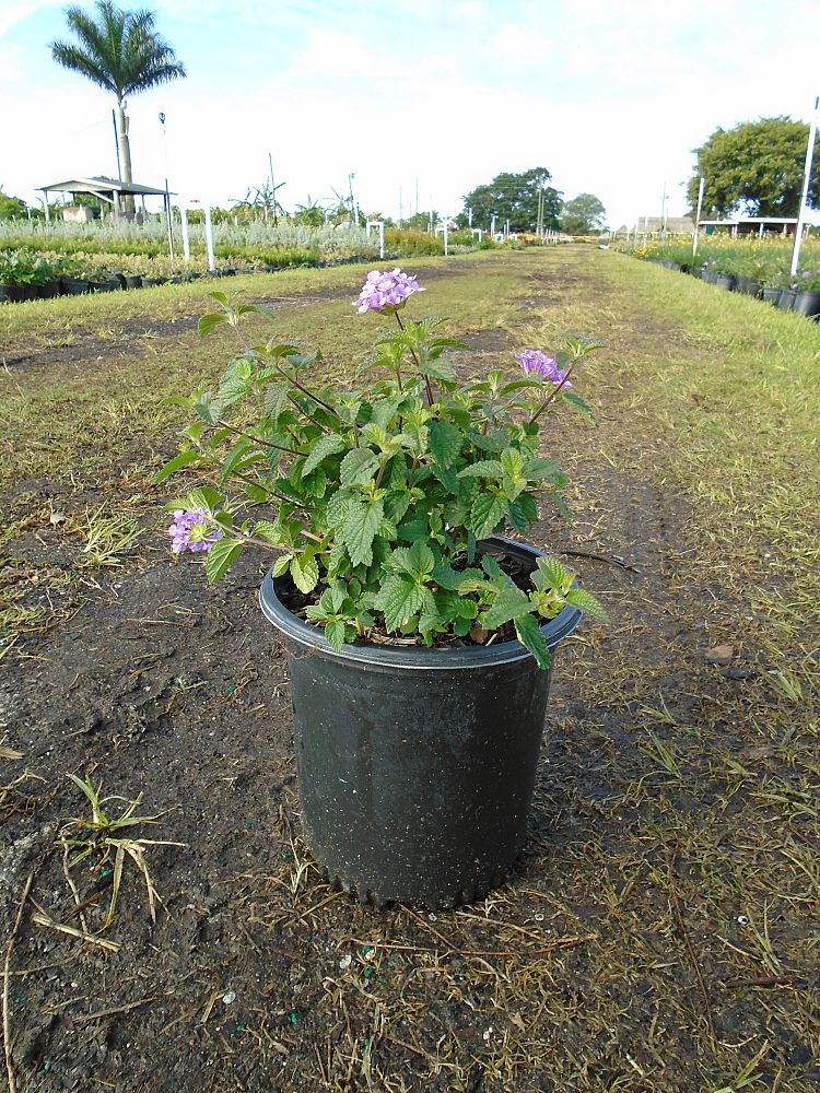 lantana-camara-purple