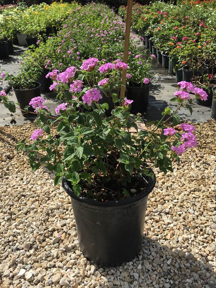lantana-camara-purple