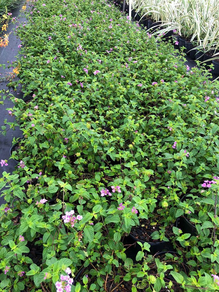 lantana-camara-purple