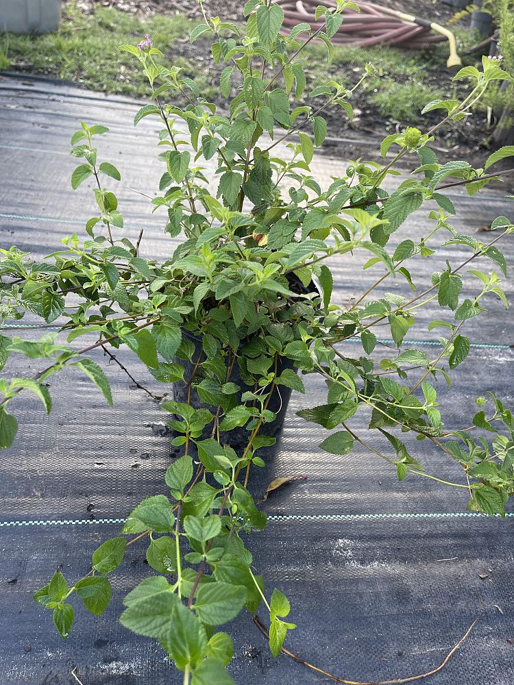 lantana-camara-purple