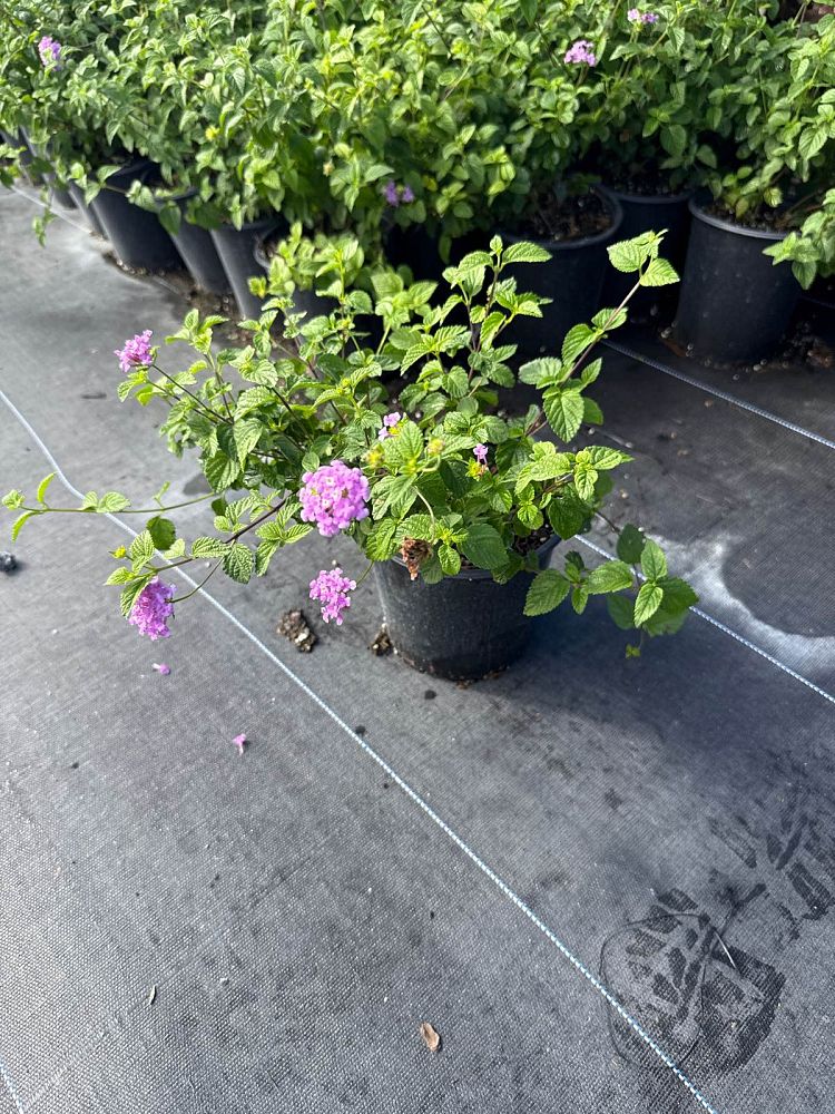 lantana-camara-purple
