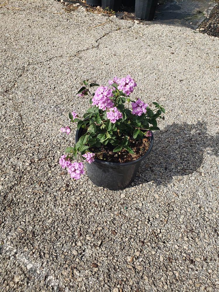 lantana-camara-purple