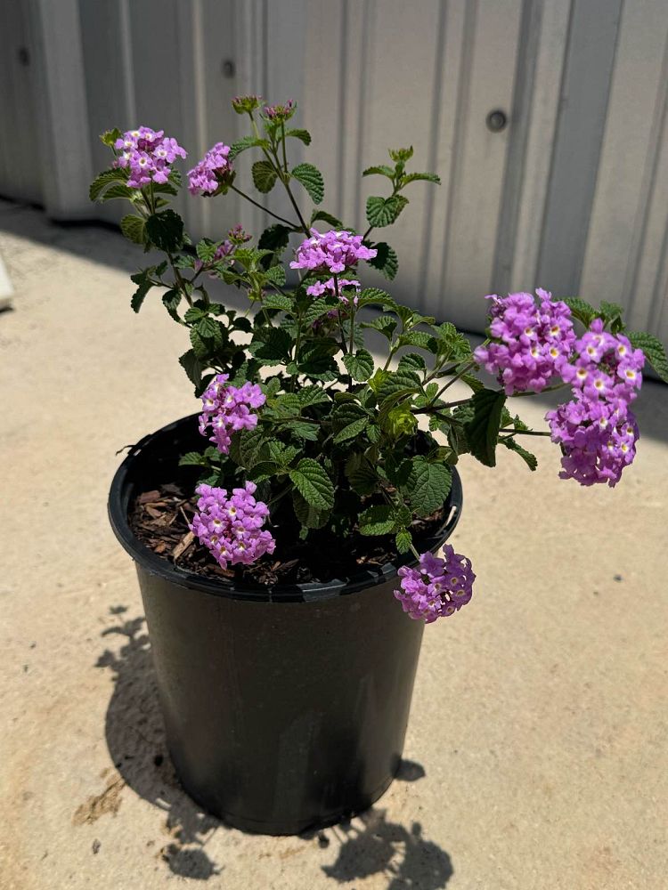 lantana-camara-purple