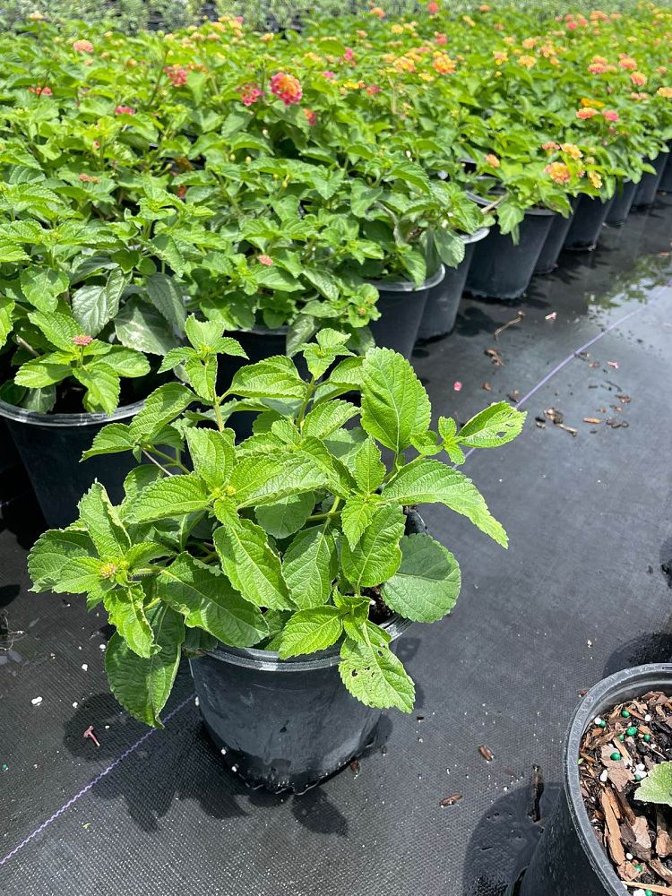 lantana-camara-purple