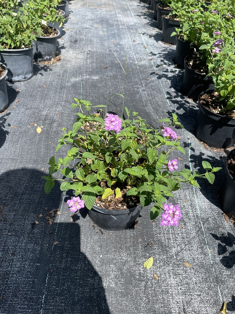 lantana-camara-purple