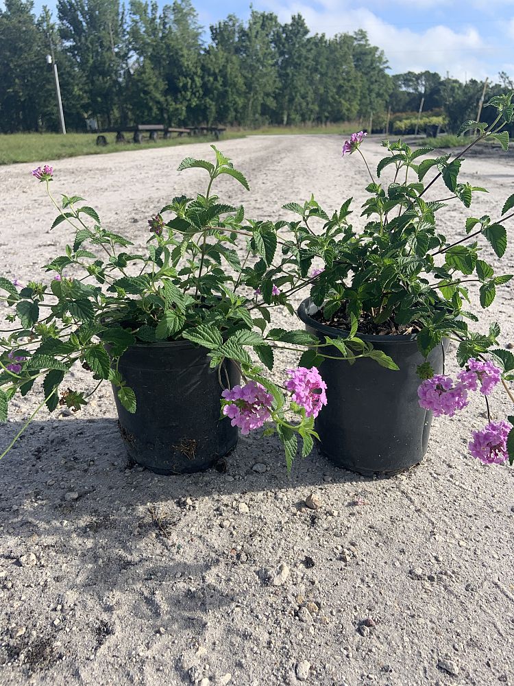 lantana-camara-purple