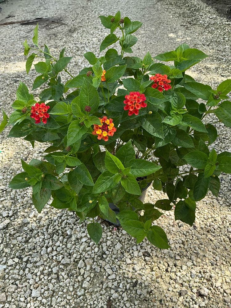 lantana-camara-radiation