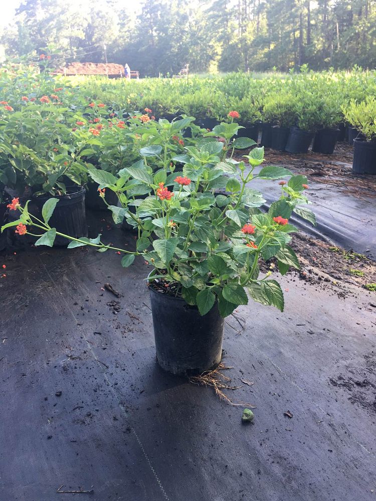 lantana-camara-red-spread