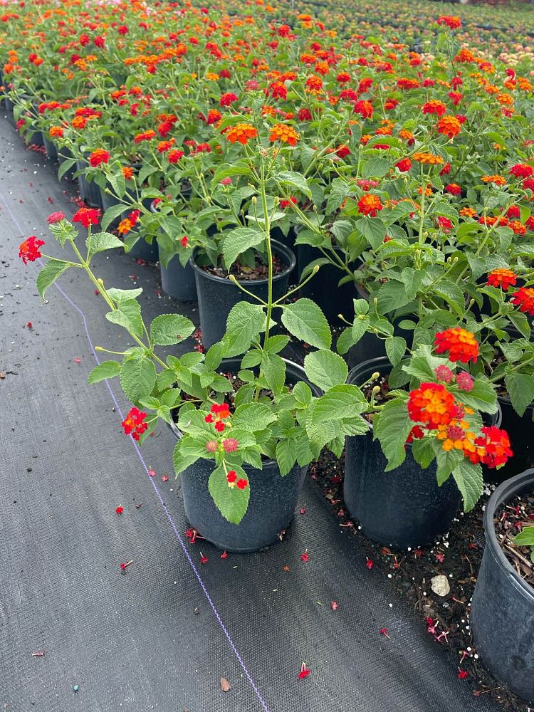 lantana-camara-red-spread
