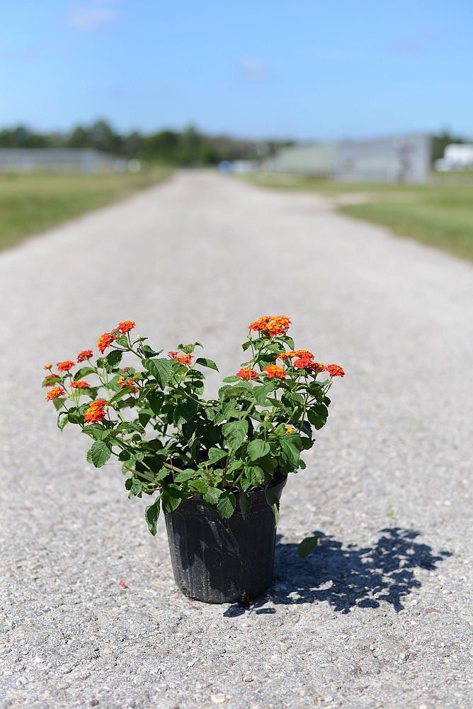 lantana-camara-rocket-fire