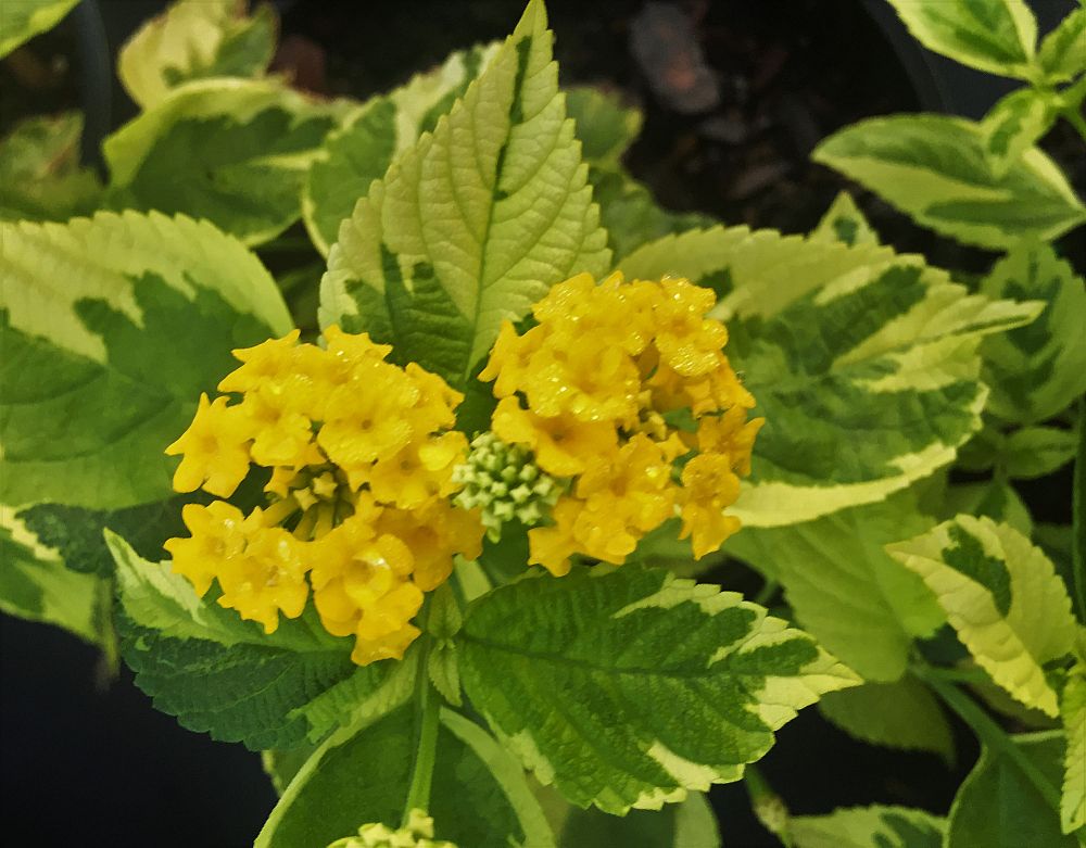 lantana-camara-samantha