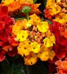 lantana-camara
