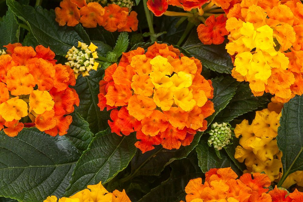 lantana-camara