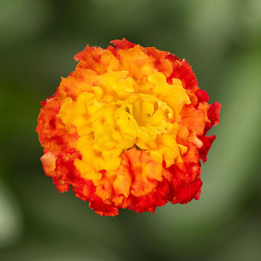 lantana-camara