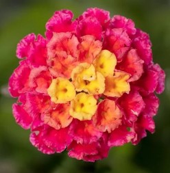 lantana-camara
