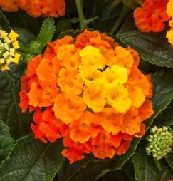 lantana-camara
