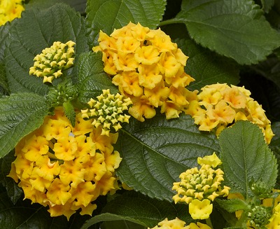 lantana-camara