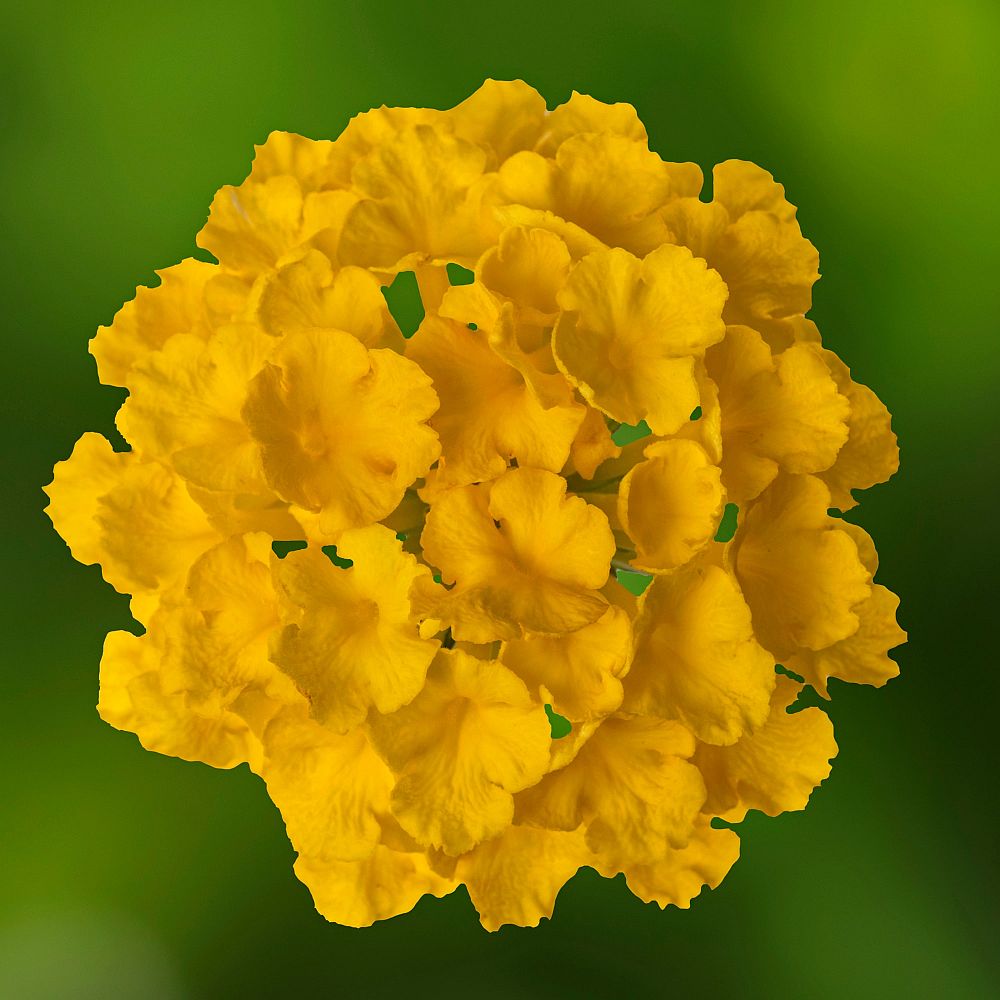 lantana-camara
