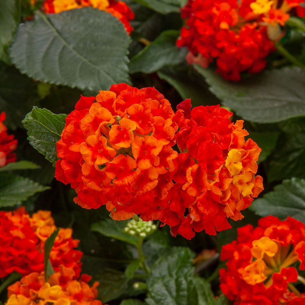 lantana-camara
