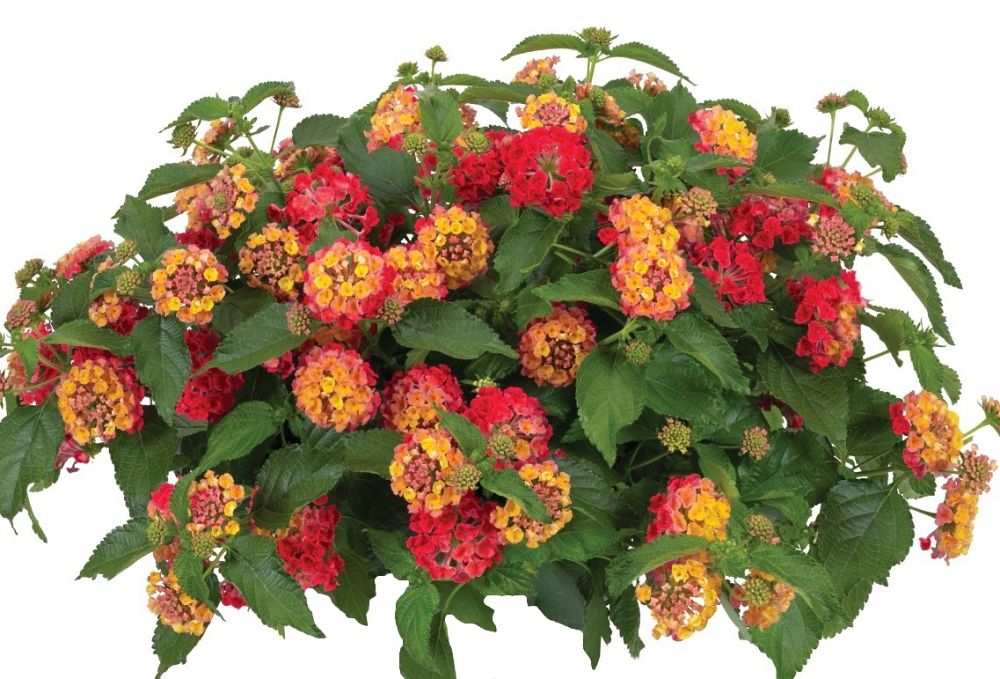 lantana-camara