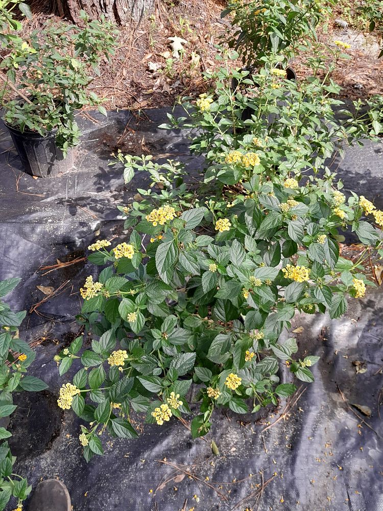 lantana-camara