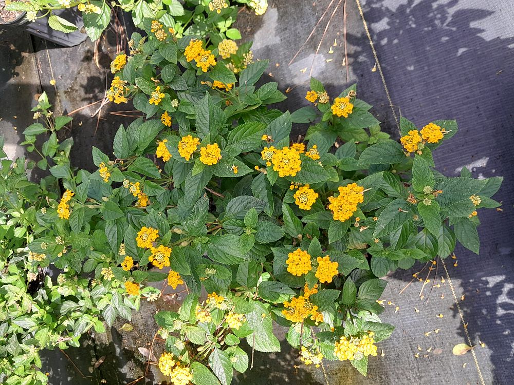 lantana-camara
