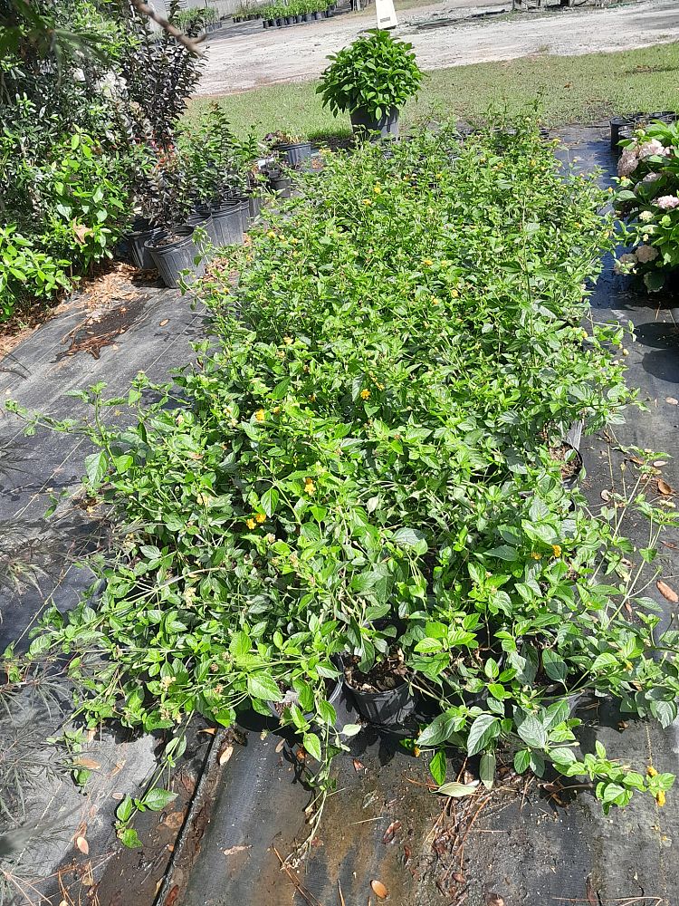 lantana-camara