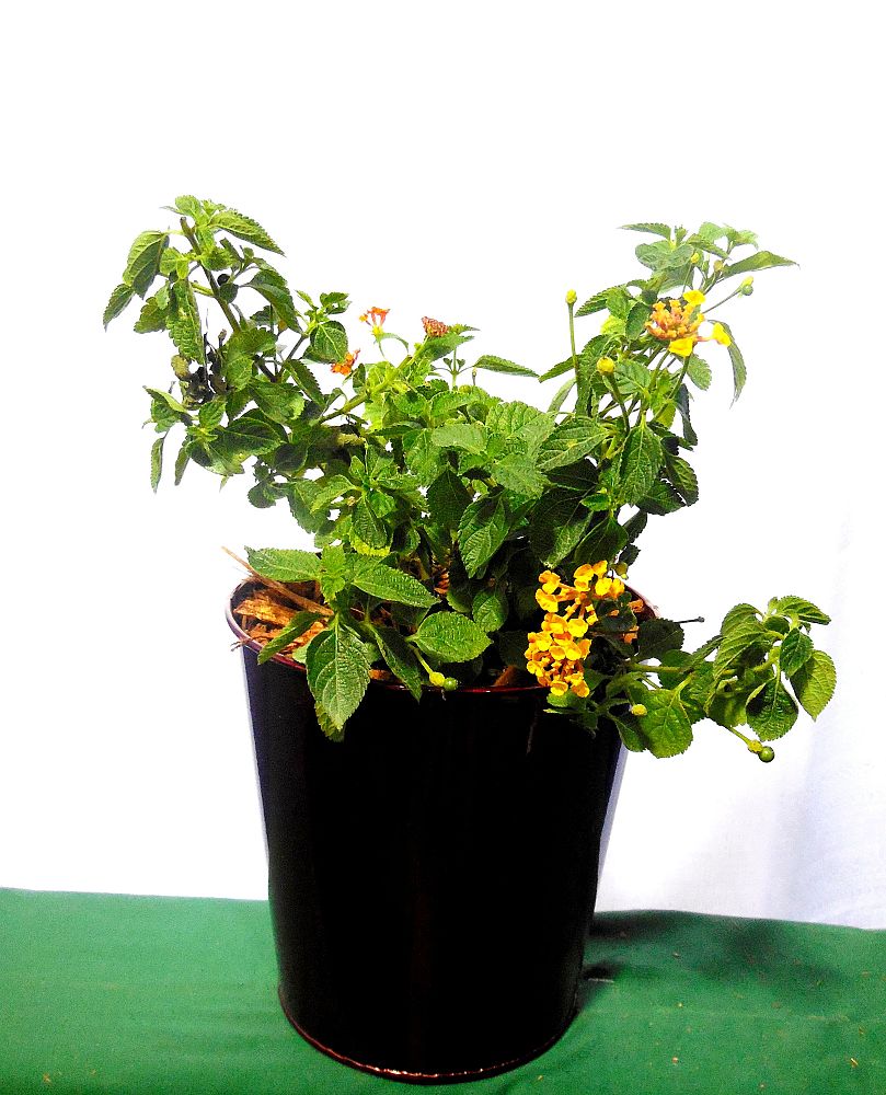 lantana-camara-sonset