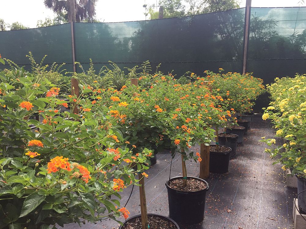 lantana-camara-tangerine