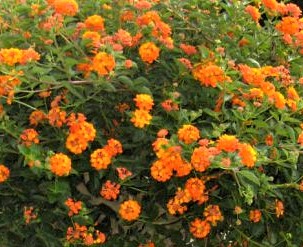 lantana-camara-tangerine