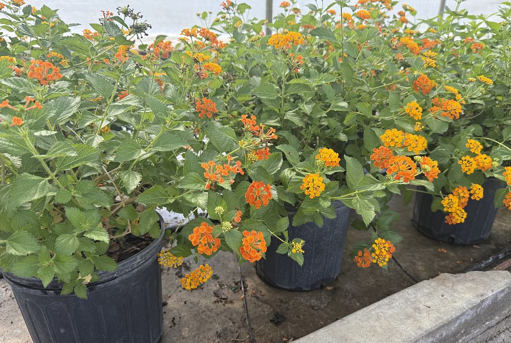 lantana-camara-tangerine