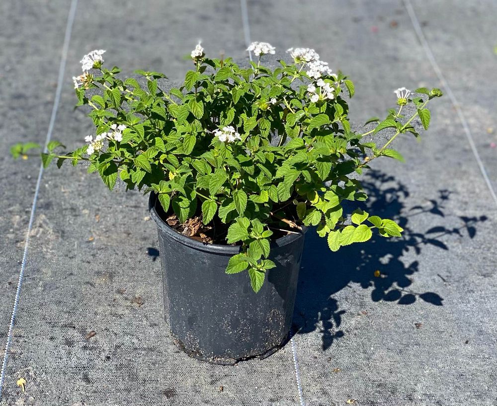 lantana-camara-white