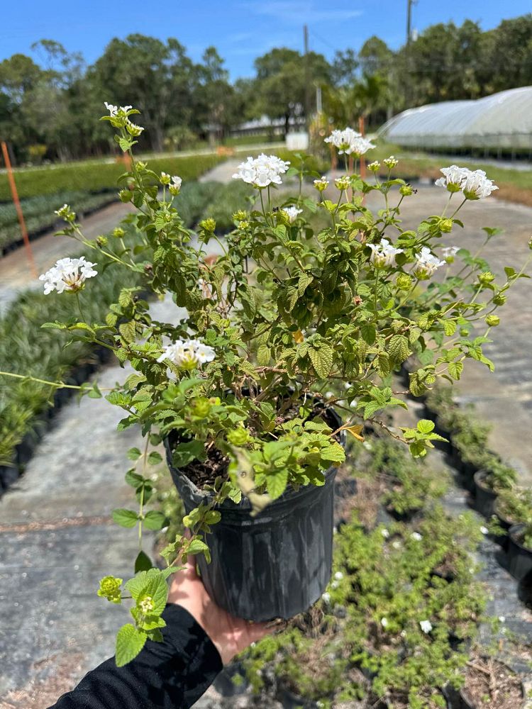 lantana-camara-white
